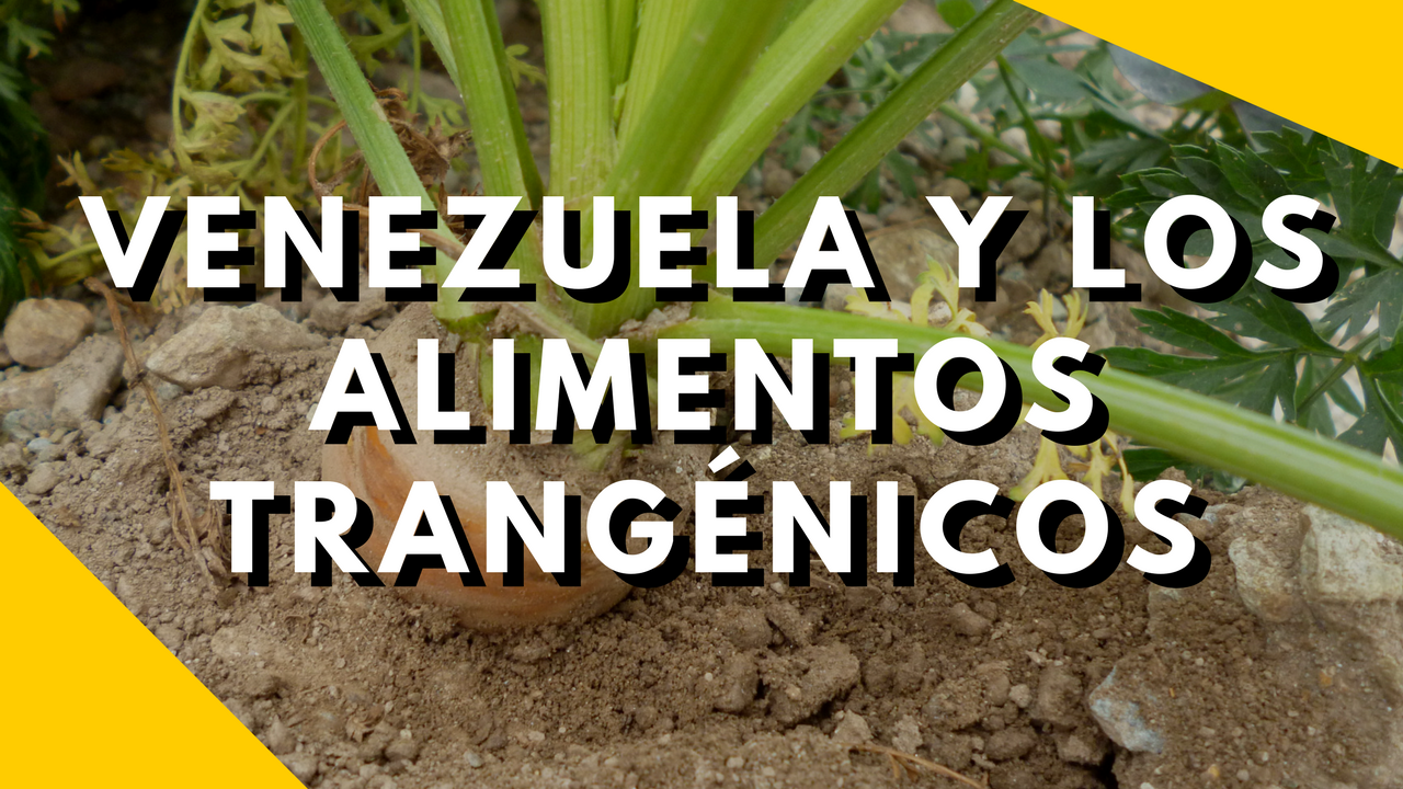 Venezuela y los Alimentos Trangénicos