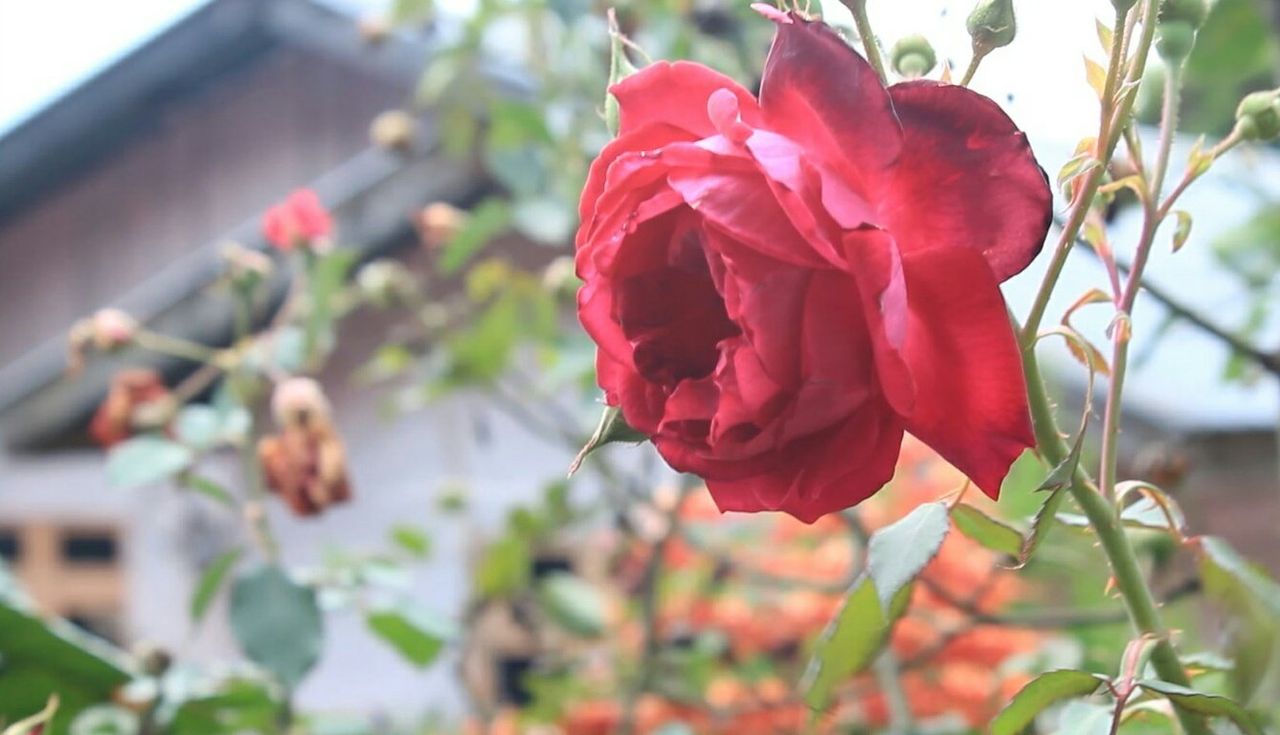 Beautiful red rose petals