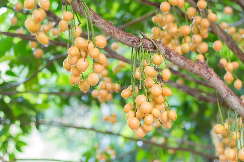 Fruit
