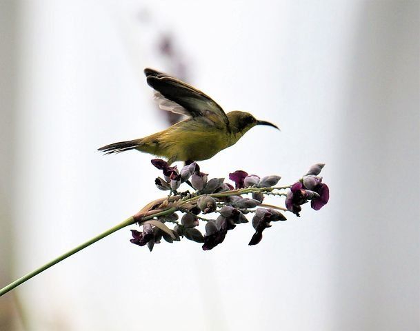 Burung