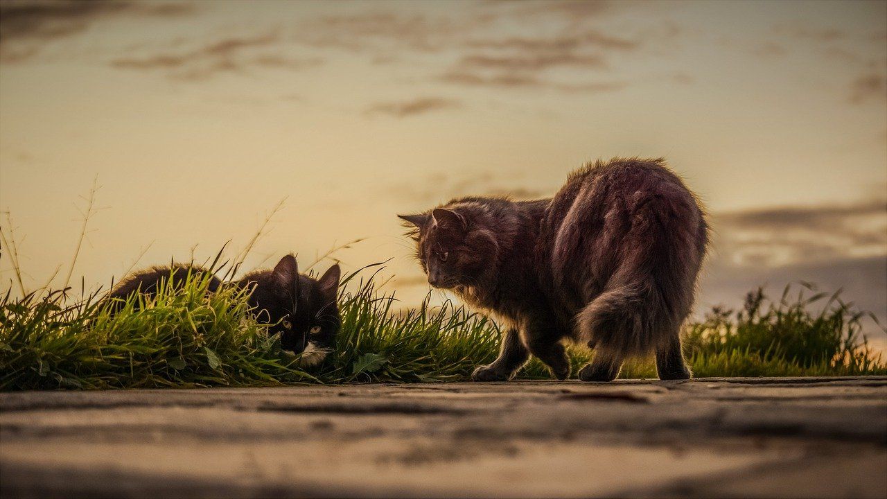 Gatos Los Reyes De La Selva Urbana