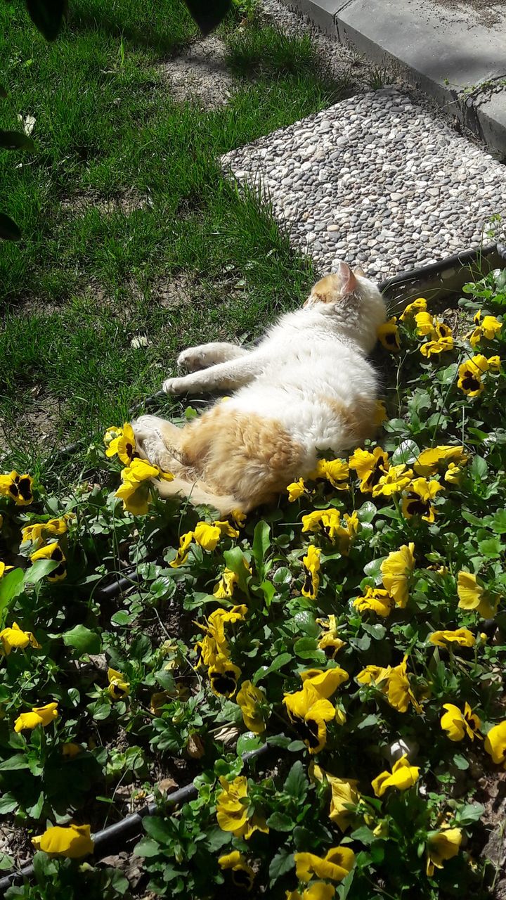 Keyifçi kedicikler 🐈🐈😀
