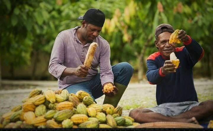 peeling cocoa