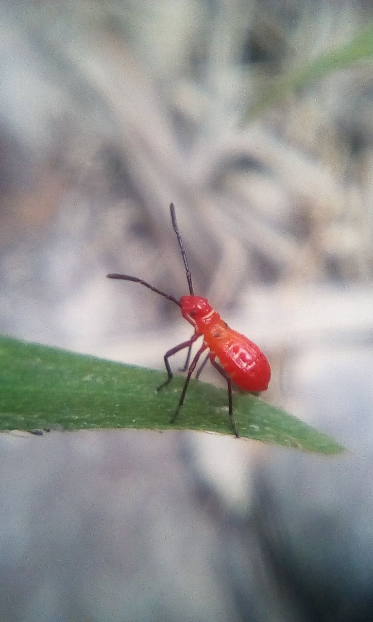 Red animal