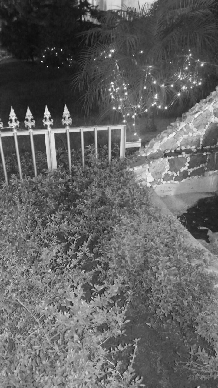 📷 Seven Day Black And White Challenge (78 day),365