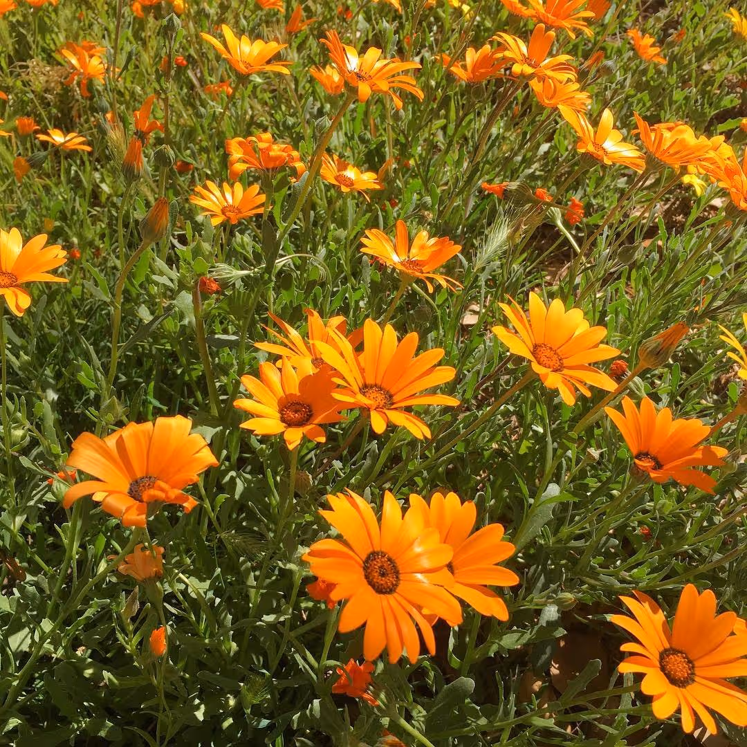 Wildflowers planted in a Phoenix residential front yard