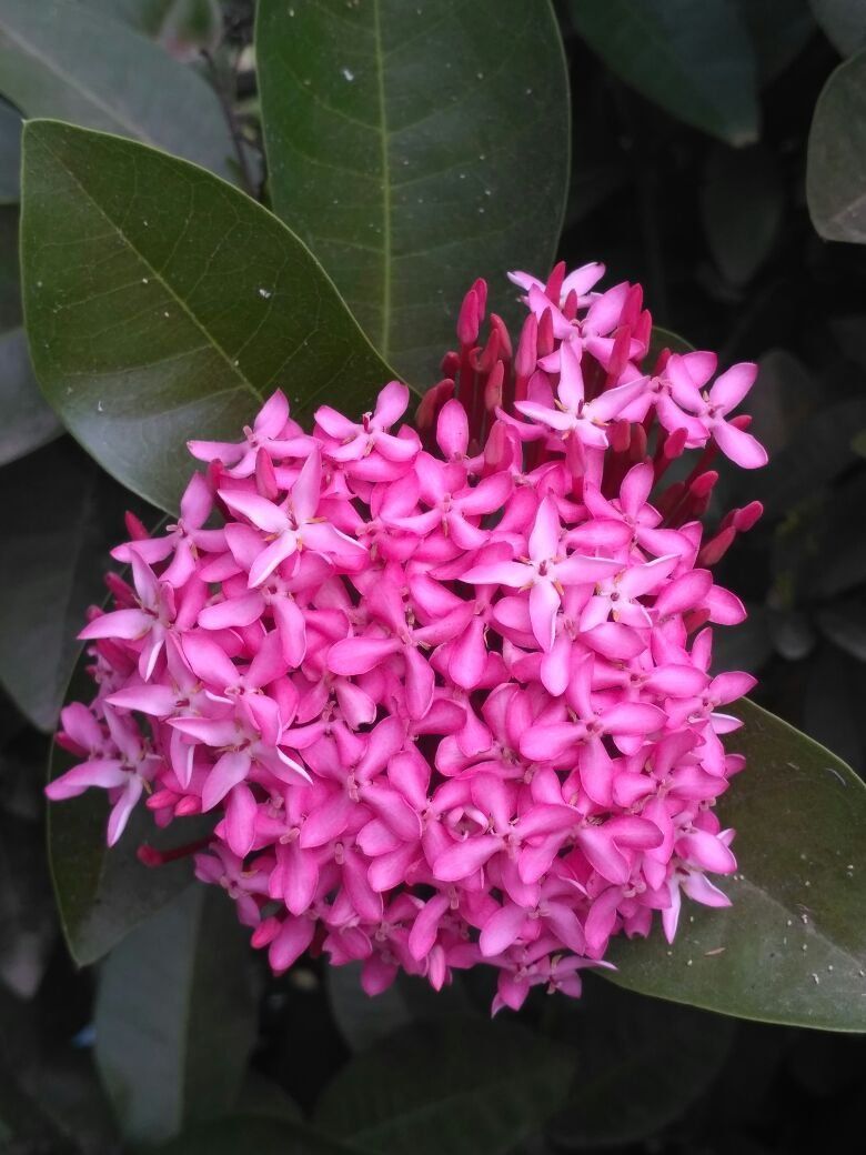 the beauty of flowers