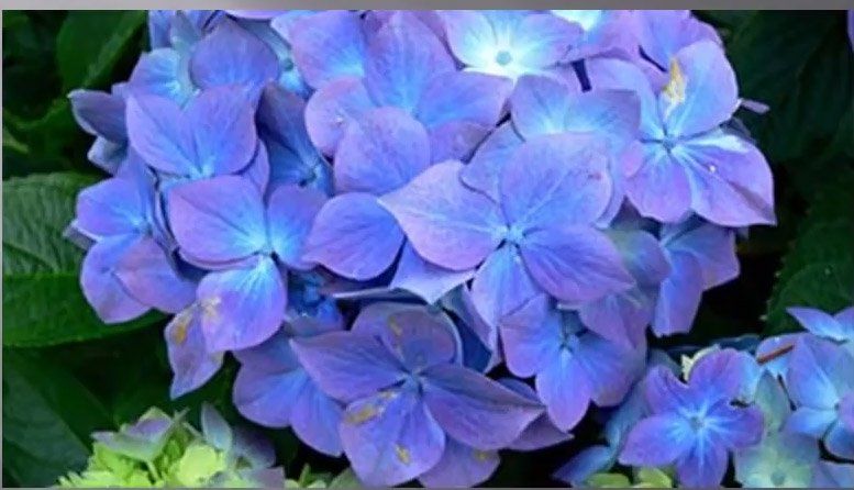 bunga biru yang indah