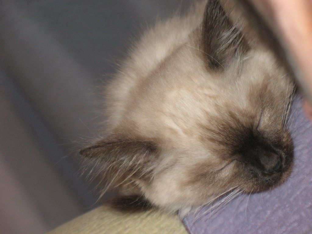 Saturday - Caturday - My cat 10 years ago