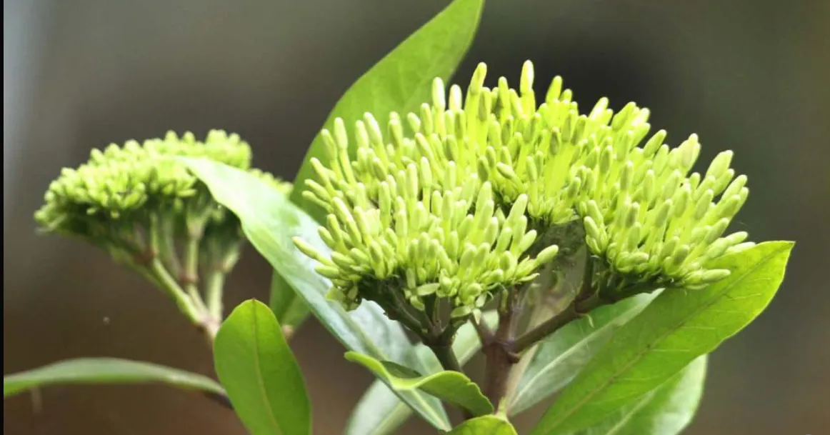 photography of wonderfull flowers