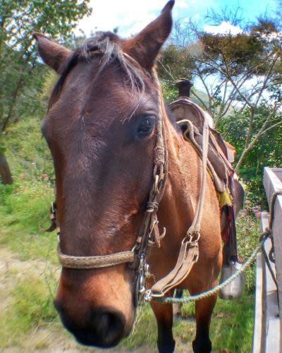 Takengon Horse