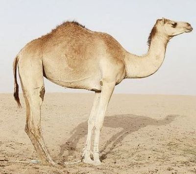 Interesting facts about camels 