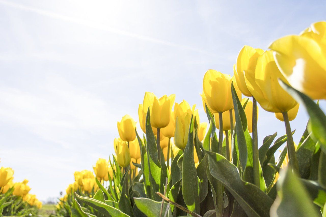 Nice flowers