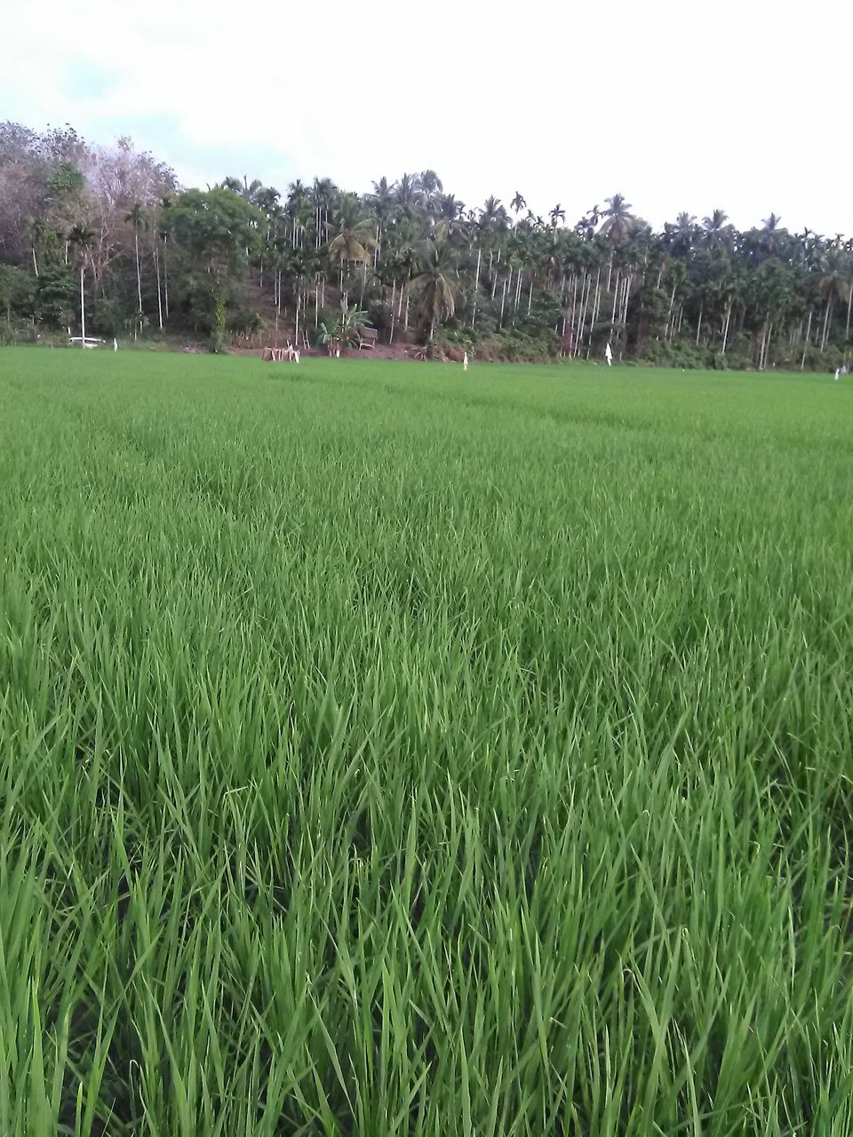 MEMAHAMI KONSEP PEMUPUKAN BERIMBANG