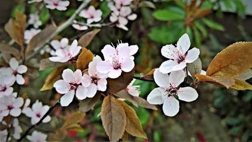 Everyday uncopyrighted flowers wish #part2