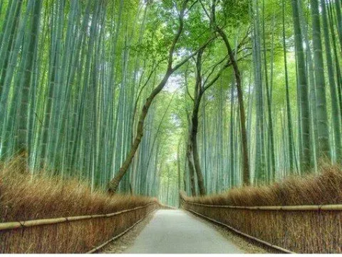 busy the Bamboo forest 