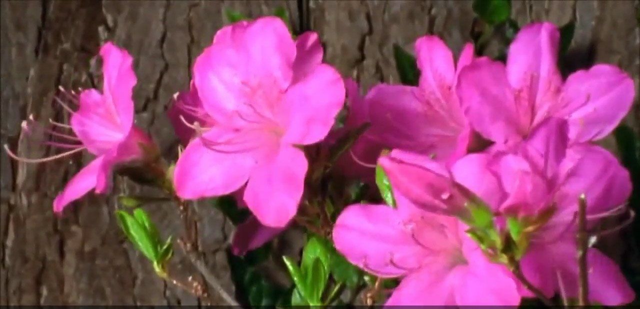 wild flower