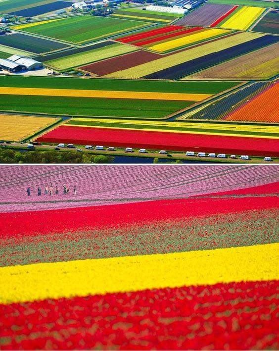 rainbow hill tulips