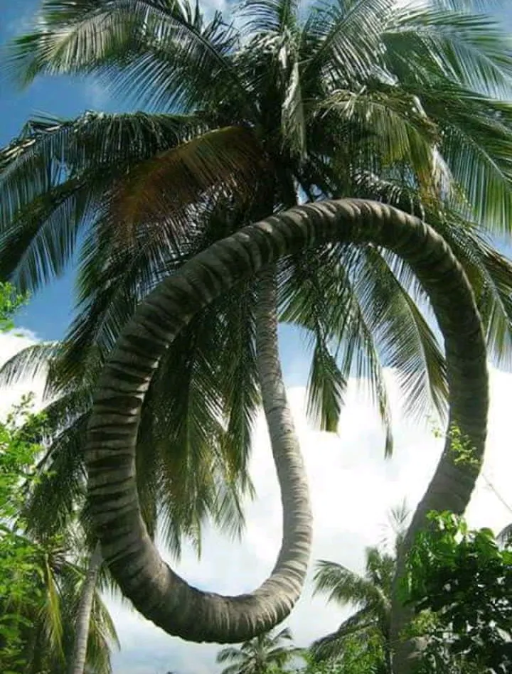 Pohon kelapa bentuk lingkaran 