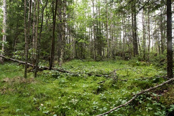 Nature win? Gov't protects 3k new hectares of forest