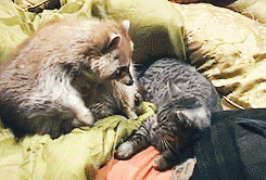 Raccon love cats