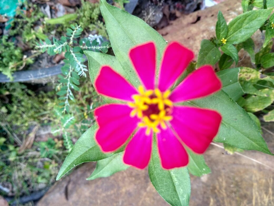 the charm of the beauty of flowers