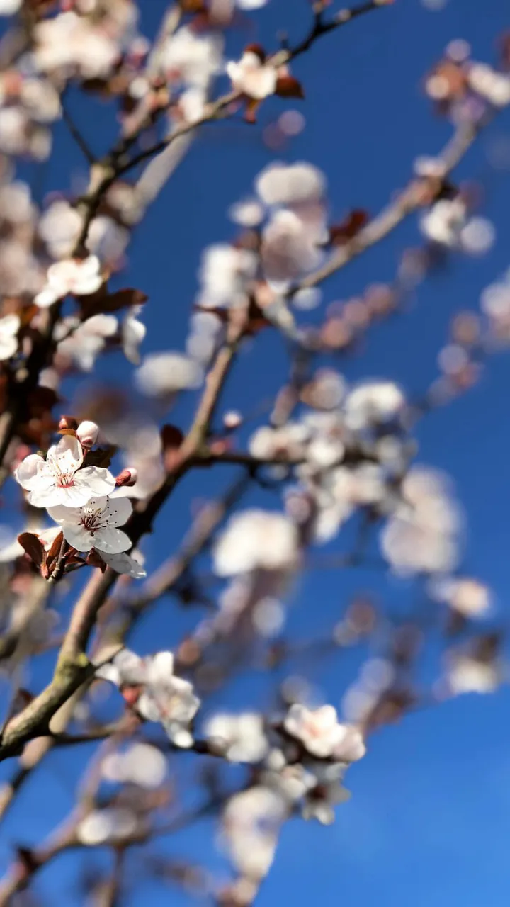 📷 #ColorChallenge- Tuesday-Natura💮So Gorgeous !!!💐🌷- Busy