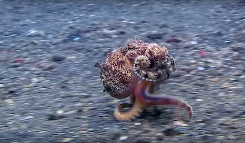 Watch these amazing octopuses stand up on two legs and run (video)