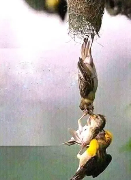 photography of Baya weaver ,,,,,,,