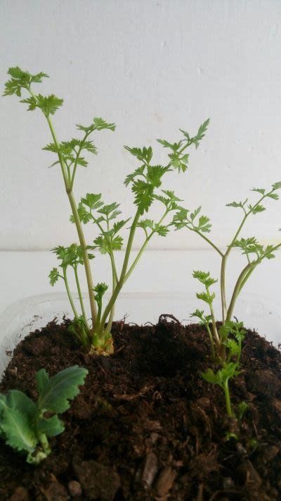 Eat Green: Regrow kitchen scraps for healthy leaves