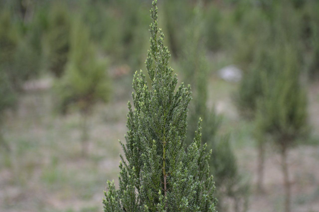 Tree photography 