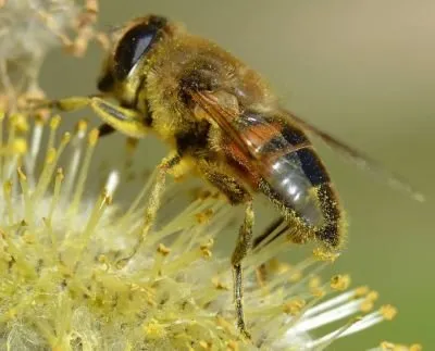 Beauty bees # 5