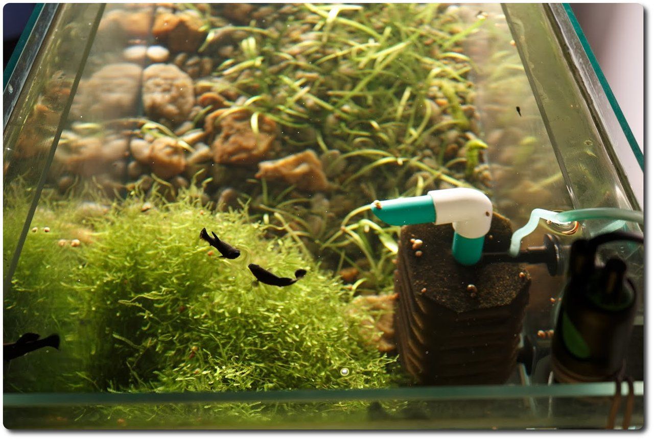 Aquarium 