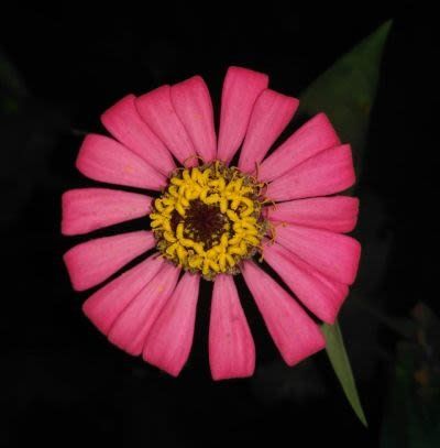 the beauty of flowers at night