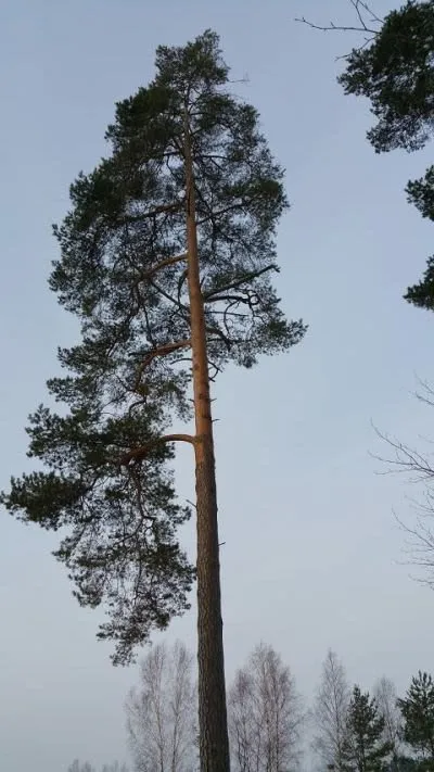  Tree Tuesday - Pinus Sylvestris