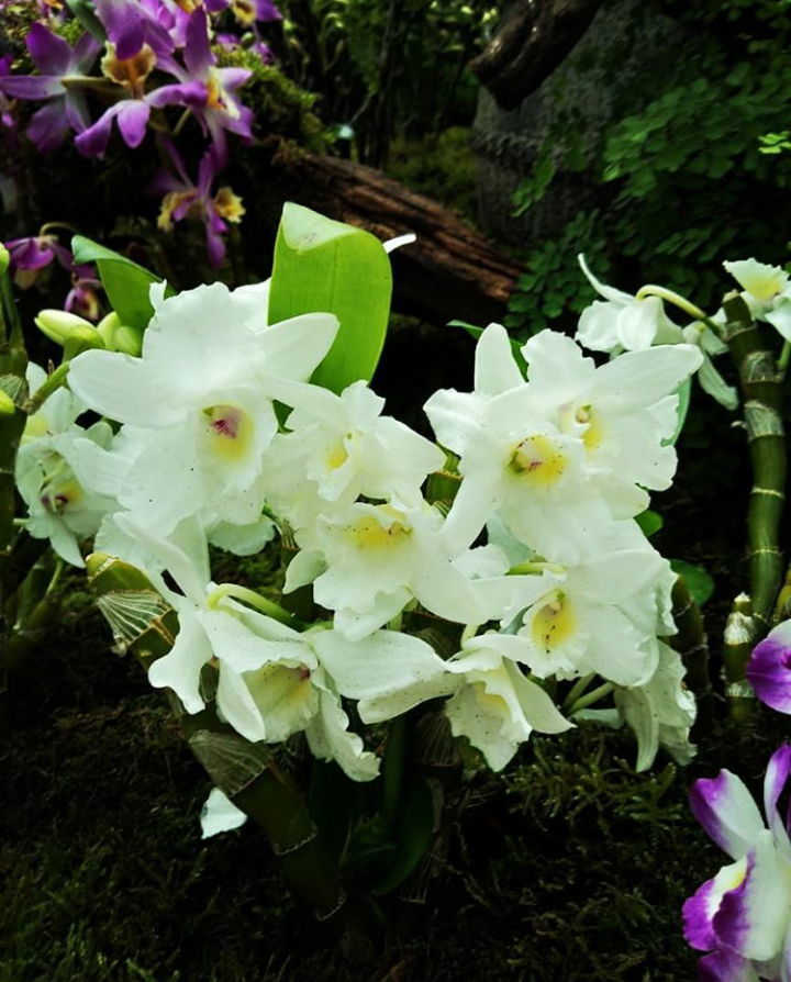 flowers in the garden