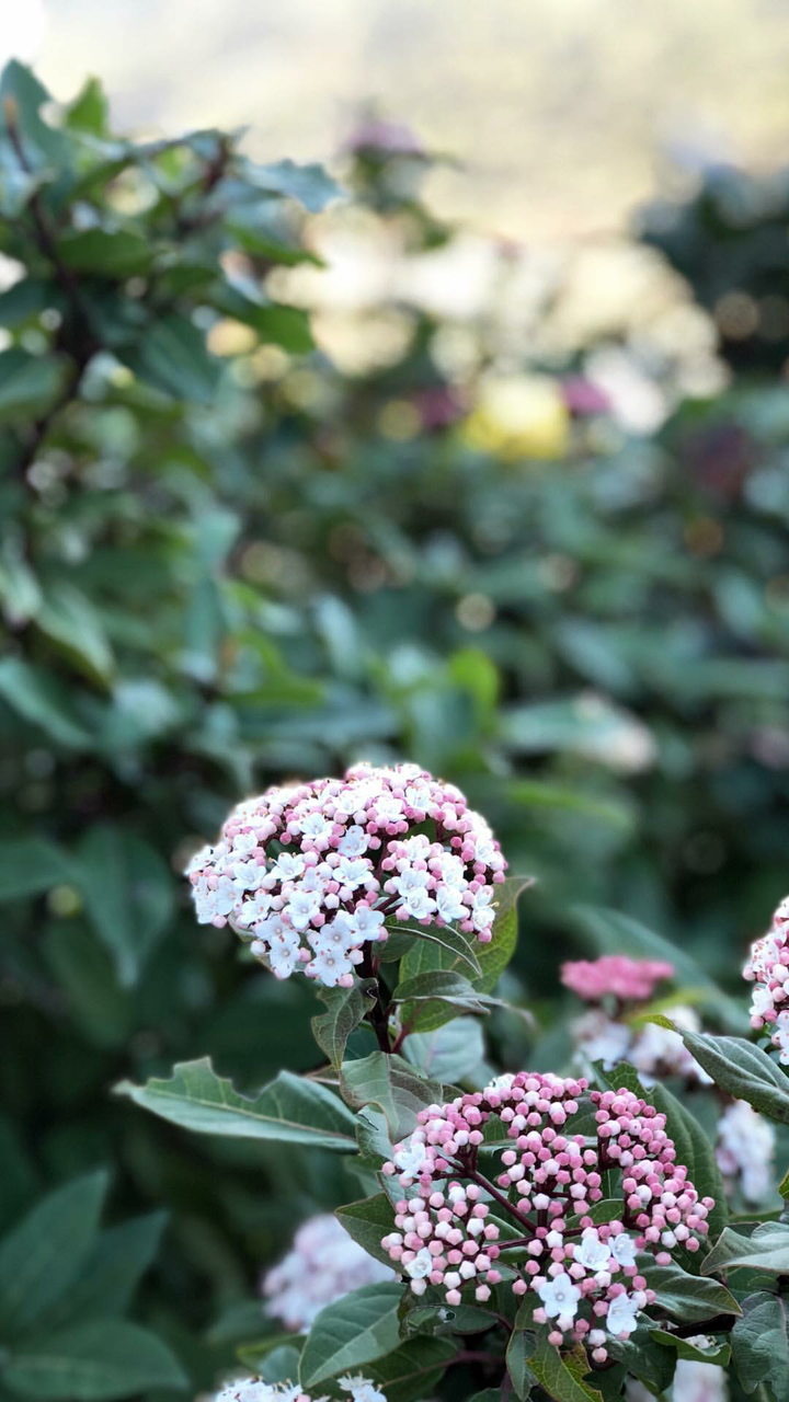 📷 #ColorChallenge- Wednesday-Natura💮Spring !!!💐🌷- Busy