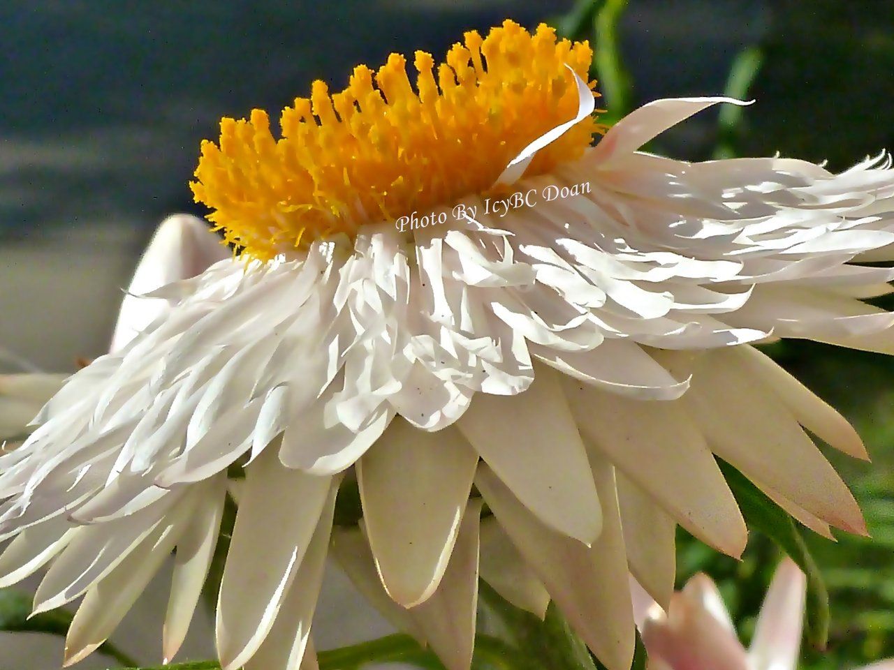 White Straw Flower