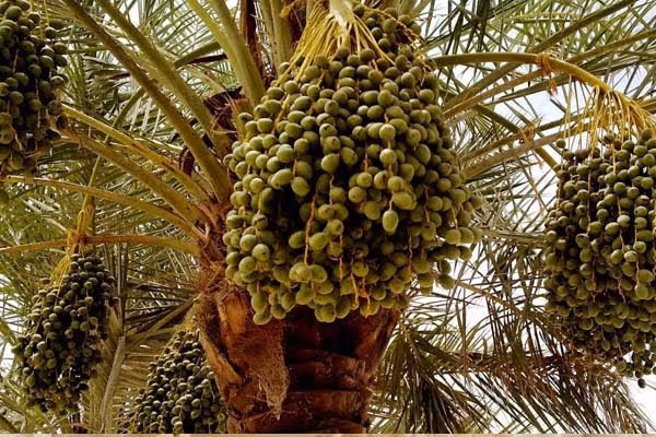 KEBUN KURMA DI ACEH MULAI PANEN