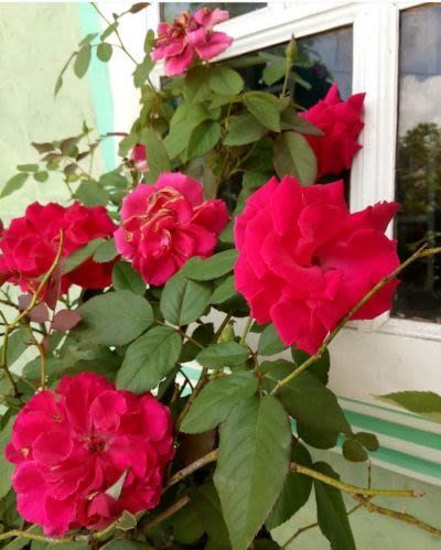 Roses