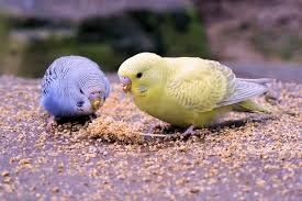 parrot-MyPictureDay