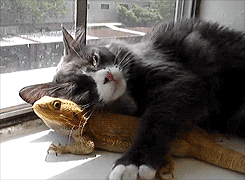 Cat with lizard