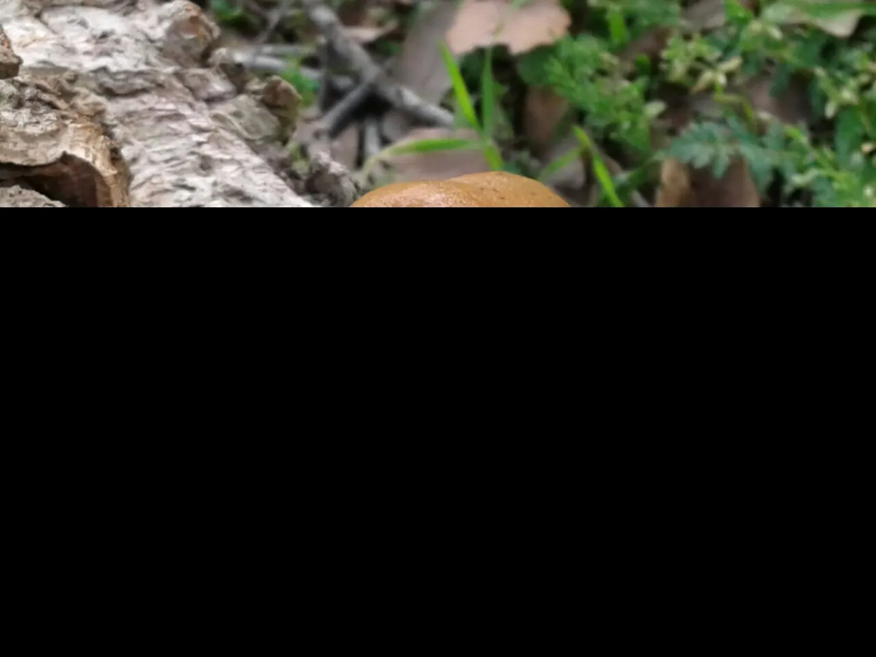 Strange "object" A snail without a Shell Contest to win 2 SBD