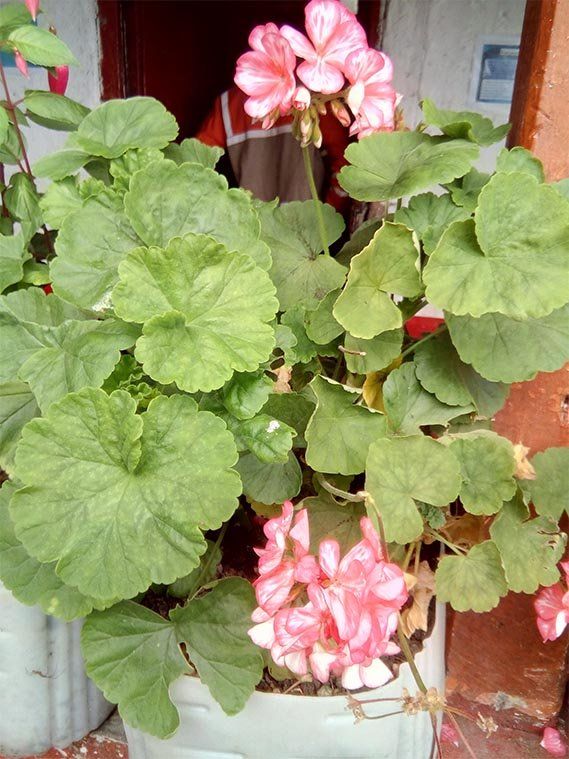 Beautiful Flowers