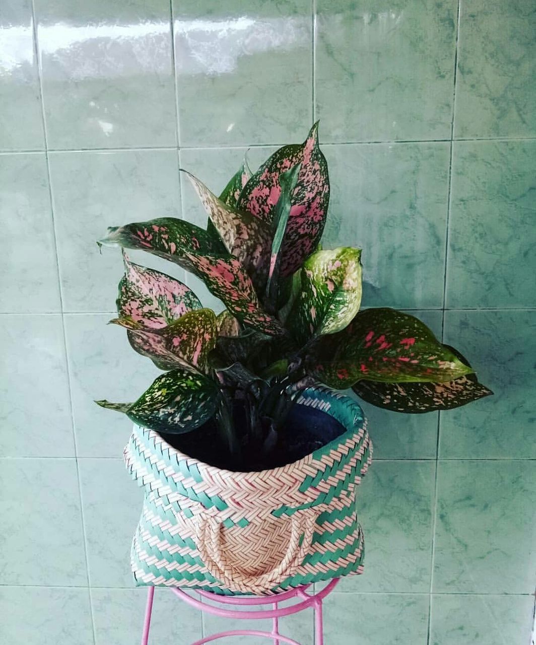 Aglaonema