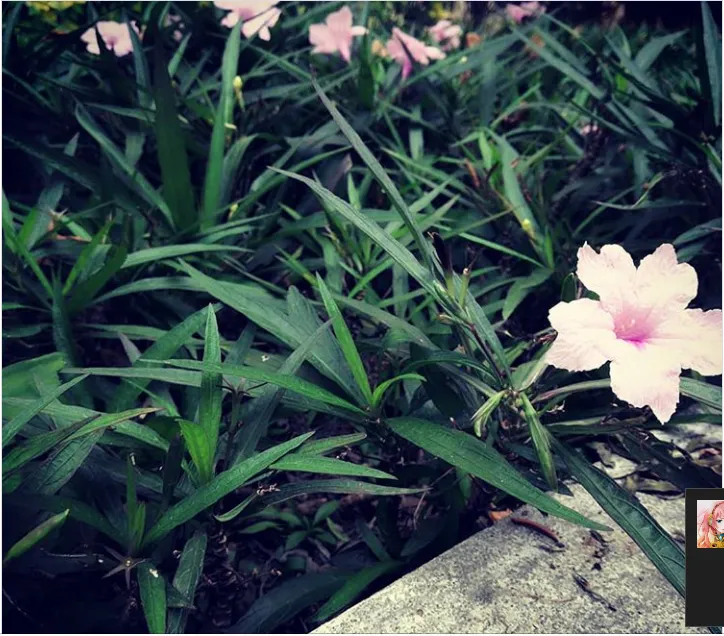 WHITE FLOWER