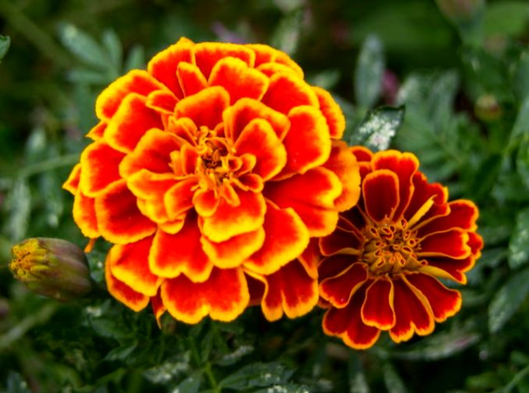 Flower gemitir/gumitir