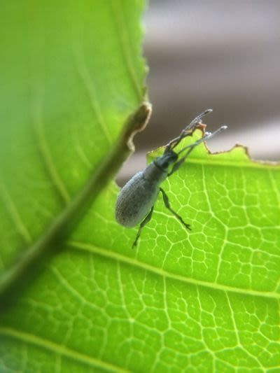 white beetle-type bug in the Aceh area
