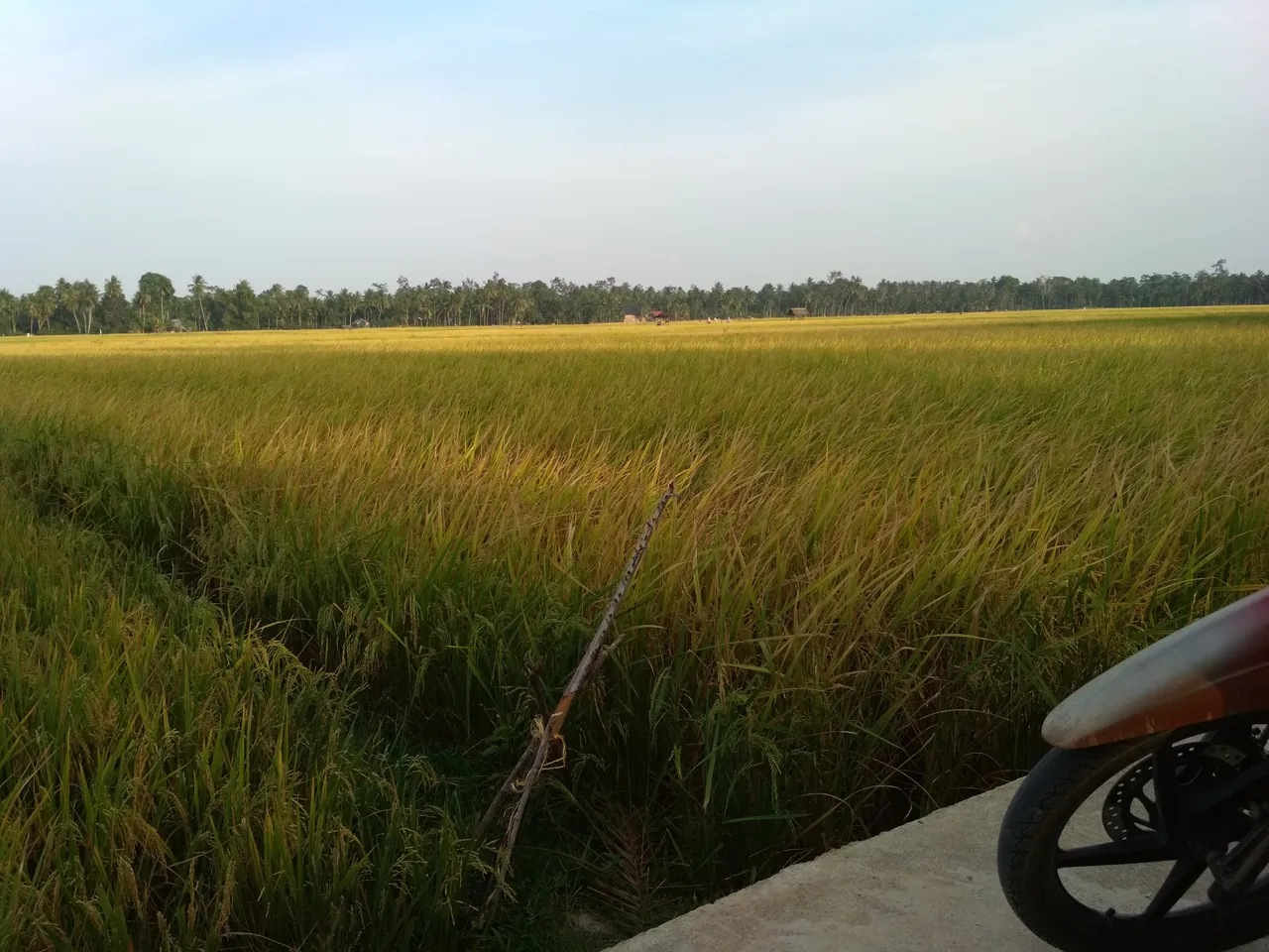 Tanaman padi (Rice plants) 