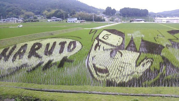 Turn rice fields into "cartoon" cartoon images,